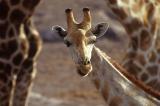 Giraffen
