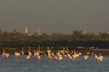 Eine 2. Flamingokolonie