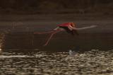 Flamingo startet