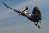 Brauner Pelikan im Landeanflug...