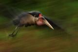 Marabu
