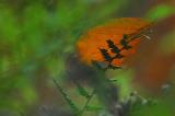 Herbstimpression