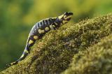 Feuersalamander