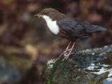 Wasseramsel