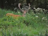 Kapitaler Damhirsch