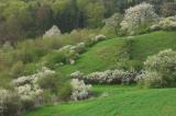 Frühling am Klosterwald