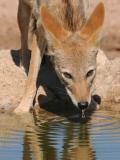 Lebenselixier Wasser