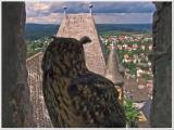 Aussicht auf Schloss und Braunfels
