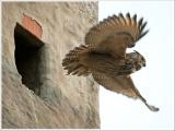 Junguhu im Abflug