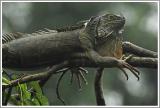 Grüner Leguan