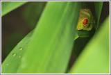Rotaugenlaubfrosch