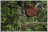 Great Currasow