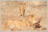 Ende eines Gnus