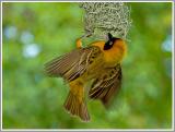Maskenwebervogel