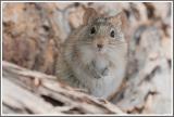 Streifenmaus