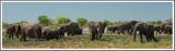 Loxodonta africana