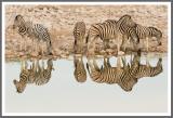 Zebras 1