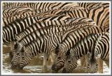 Zebras 2