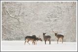 Wintermärchen mit Damwild