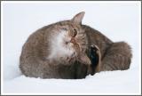 Wildkatze II