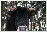 Da guckste