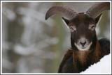 Mufflonwidder