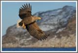 Seeadler