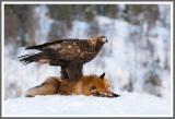 Junger Steinadler