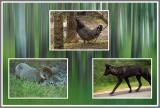 Fauna der Rockies 1