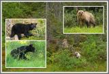 Fauna der Rockies 2