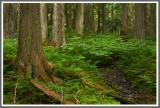 Am Giant Cedar Trail