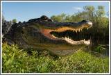 Missisippi-Alligator