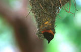  Maskenwebervogelmännchen
