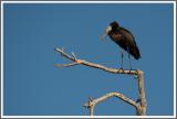 Klaffschnabel (Openbilled stork}