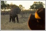 Auf Safari 2