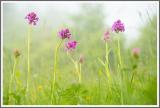 Pyramidenorchis