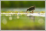 Wasserralle