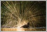Wie ein Feuerwerk