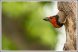 Halsband Bartvogel
