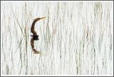 Schlangenhalsvogel taucht auf