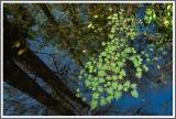 Wasserwald 1