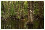 Wasserwald 3