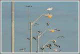 Abends an der Pier
