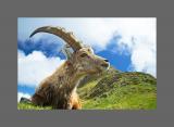 Steinbock I