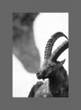 Steinbock II