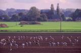 Feld bei Altenpleen