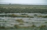 Regen in Etosha