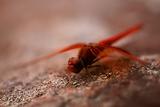  Libelle am Pool