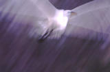 Fl 10