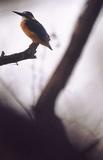 Eisvogel